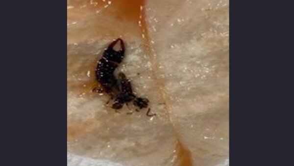 બર્ગરનો વિચિત્ર સ્વાદ લાગ્યો