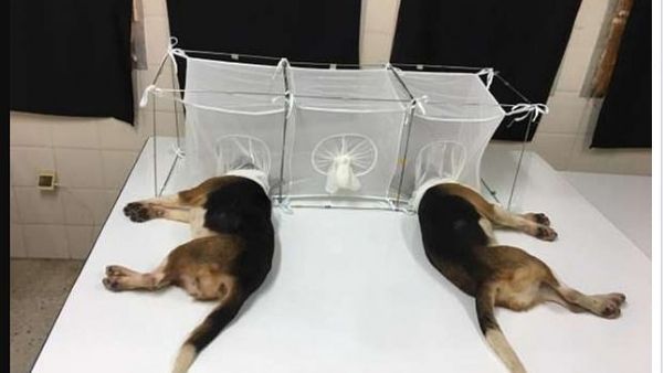 ગલુડિયાઓનું અમાનવીયકરણ ગલુડિયાઓનું અમાનવીયકરણ