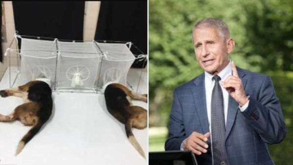 અમેરિકન વૈજ્ઞાનિકો ચીનના વૈજ્ઞાનિકો કરતાં વધુ ખતરનાક નીકળ્યા, કુતરાઓ પર 'અમાનવીય' સંશોધન