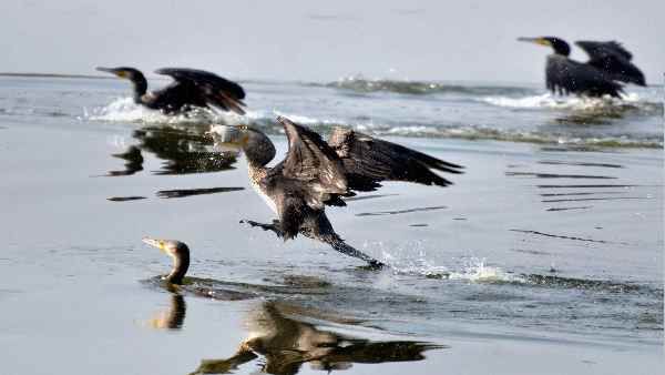 ચેપી રોગને કારણે પક્ષીઓ મરી રહ્યા છે? ચેપી રોગને કારણે પક્ષીઓ મરી રહ્યા છે?