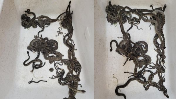 ઘરમાંથી સતત ચાર કલાક નિકળ્યા ઝેરી સાપ