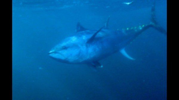 વિશ્વની સૌથી મોંઘી માછલી કોર્નવોલના કિનારે જોવા મળી