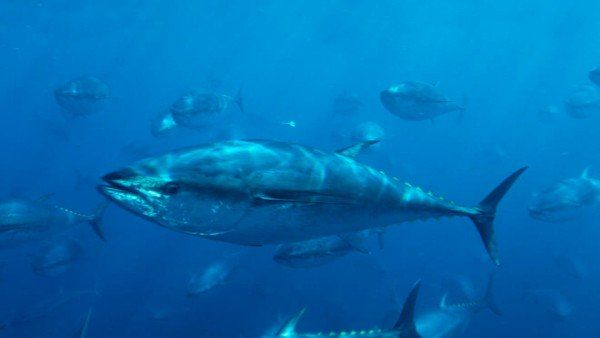 આ માછલીનું વજન 250 કિલો સુધી હોઈ શકે છે