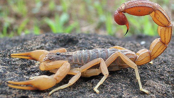 સમુદ્રમાં જોવા મળ્યો કૂતરાના કદનો વીંછી