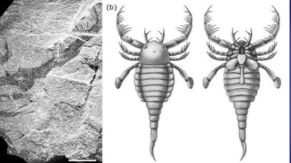 સદીઓ પહેલા આ વીંછીઓનો આતંક હતો