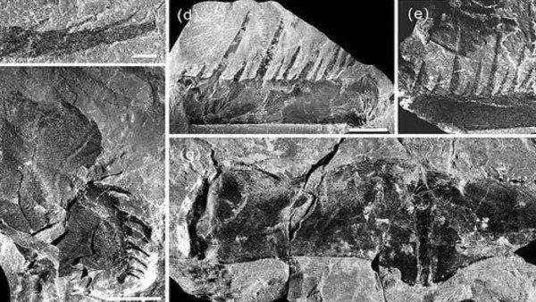 આ રીતે આકર્ષે છે માદા વીંછીને