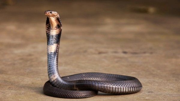 ઝેરીલો સાપ કરડાવીને દેશમાં હત્યાનો નવો ટ્રેન્ડ એમ કહીને સુપ્રીમ કોર્ટે આરોપીના જામીન કર્યા નામંજૂર