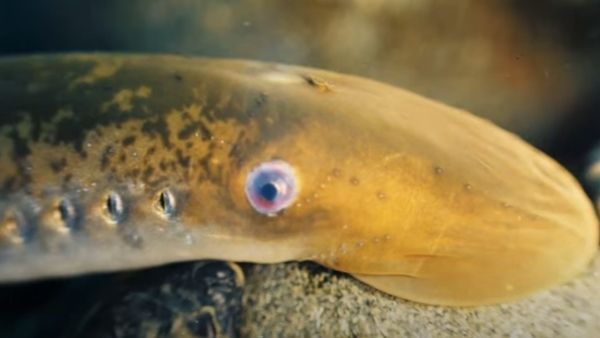 ઓસ્ટ્રેલિયામાં જીવીત 'ડાયનાસોર' મળ્યુ, 20 વર્ષથી તલાસ હતી!