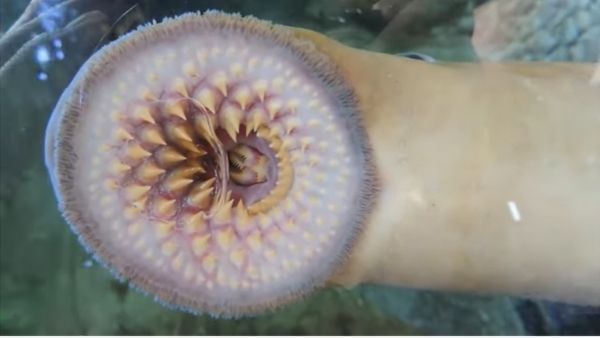 વાદળી ટ્યુબ જેવું દેખાય છે