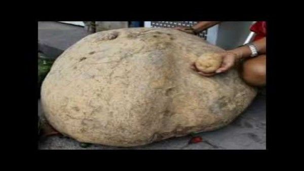 આ પહેલા 'ટેટર' હતો દુનિયાનો સૌથી મોટો બટાકો