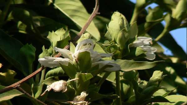 શરદી અને ખાંસીના ઉપાય