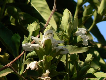 અસ્થમાના ઇલાજમાં ઉપયોગી છે કે અરડુસી