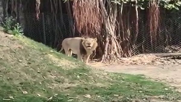 વડોદરા: સાયાજીબાગ પ્રાણી સંગ્રહાલયમાં ગેલ નામની સિંહણનું મોત, ગળાના ભાગે ઇન્ફે્ક્શન થયુ હતુ