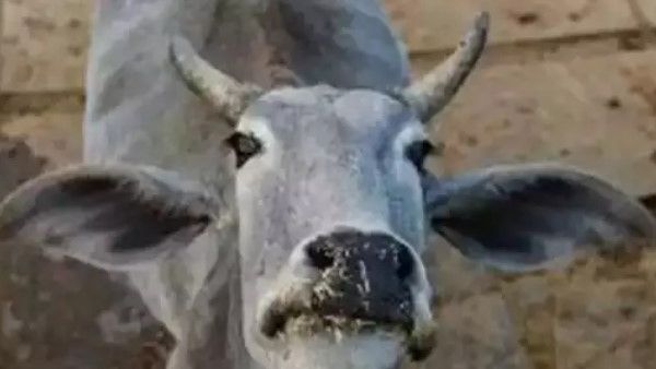 ગાય પૂજન વખતે ગાય ગળી ચેઇન ગાય પૂજન વખતે ગાય ગળી ચેઇન