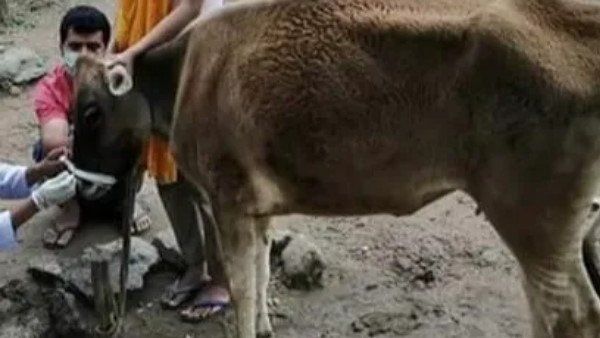 ગાયનું કર્યું ઓપરેશન ગાયનું કર્યું ઓપરેશન