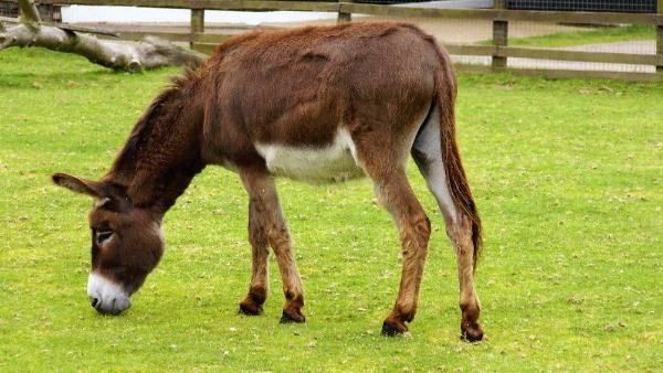 ડોકટર્સે જણાવી આ થિયરી