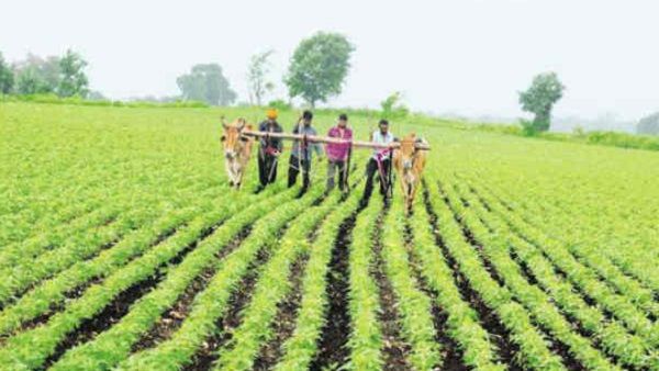 સરસવના વાવેતરમાં વધારો થયો