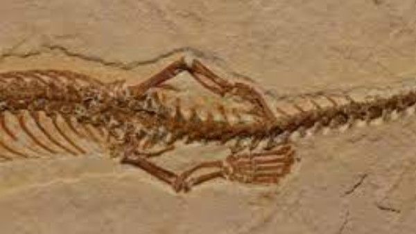 ડાયનાસોરના યુગમાં રહેતા હેવાનને વૈજ્ઞાનિકોએ શોધી કાઢ્યો, જુઓ તસવીરો