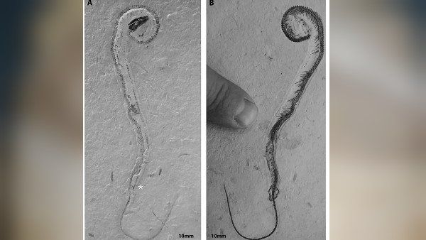 લંબાઈ જાણી દંગ રહી જશો લંબાઈ જાણી દંગ રહી જશો