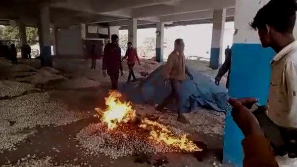 મંદસૌરમાં ભાવ ન મળતા ખેડૂતનો ગુસ્સો ફુટ્યો, લસણના પાકમાં આગ લગાવી!