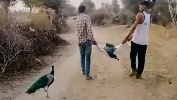 આ વીડિયો કુચેરાનો છે