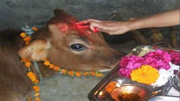 લાલ ગાયની સેવાથી થશે સંતાનની કામના પૂરી