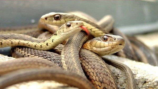 અહીં એક પણ સાપ જોવા મળતો નથી