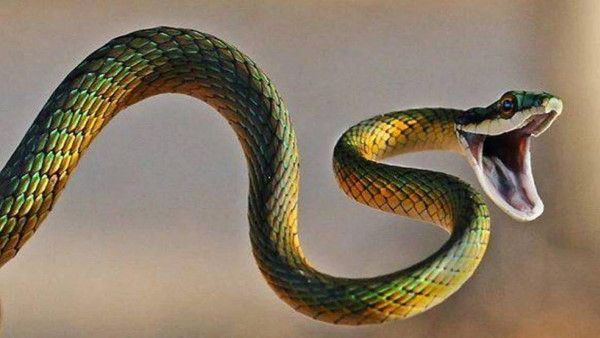 દર વર્ષે ઉજવવામાં આવે છે આ તહેવાર