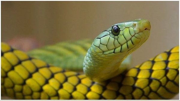 સાપને ઠંડુ વાતાવરણ ગમતું નથી