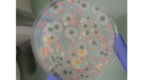 નવા બેક્ટેરીયા મળ્યા