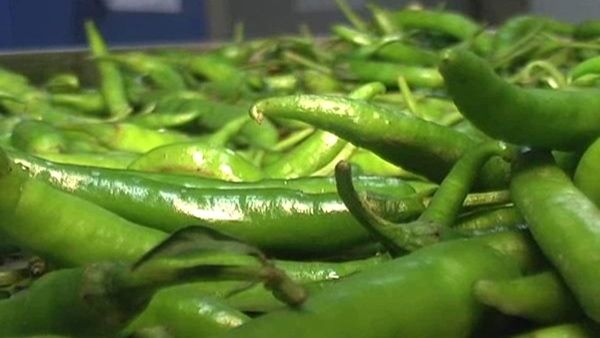 લીલું મરચું સ્થૂળતા ઘટાડવામાં મદદરૂપ છે