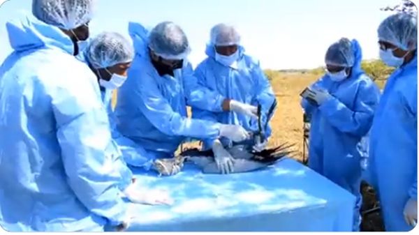 સરકાર ગુજરાતમાં ડેમોઇસેલ અને કોમન ક્રેન્સનો અભ્યાસ કરશે