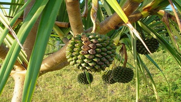 કેતકીના ફૂલો