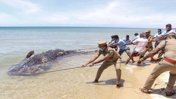 16 વર્ષ દરમિયાન રાજ્યમાં 1,689 વ્હેલ શાર્કને રેસ્ક્યૂ કરાઇ