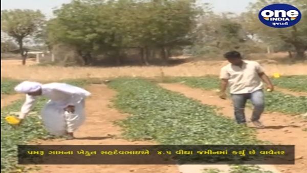 બનાસકાંઠા જિલ્લામાં તરબુચ અને શક્કર ટેટીનું અધધ વાવેતર