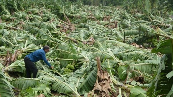 તૌકતે વાવાઝોડાએ અમરેલીમાં 85 કરોડનું નુકસાન કર્યું, ખેડૂતોને મળ્યા માત્ર 47 કરોડ