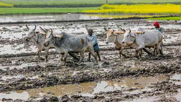 87% ખેડૂત સંગઠનોએ ટેકો આપ્યો, છતાં કાયદો પાછો ખેંચવો પડ્યો