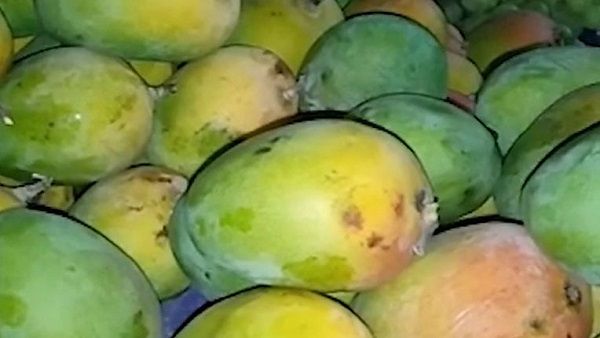 જુનાગઢઃ કેશોદની બજારમાં લાલબાગ કેરીનું આગમન