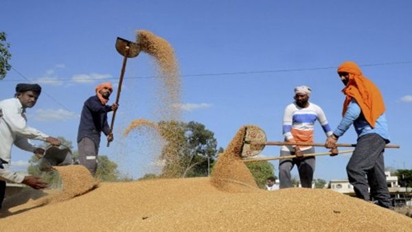 જાણો કેટલા જૂના છે ઘઉં? 15 મિનિટમાં જણાવવા માટે રેપિડ ટેસ્ટ