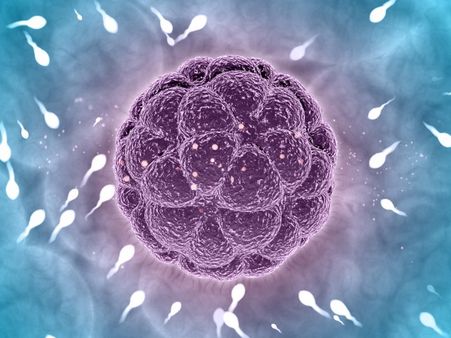 એગ ડોનેશન શું છે?