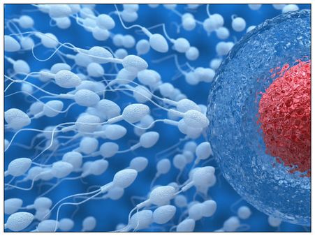 સ્વસ્થ ઈંડા હોય તો IVF પ્રક્રિયા દરમિયાન ઉપયોગ કરી શકે