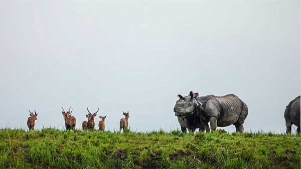 કાઝિરંગા નેશનલ પાર્ક, આસામ
