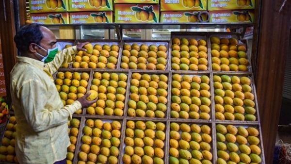 આ સિઝનમાં તમારા ઘરે આવશે મહારાષ્ટ્ર અને હૈદરાબાદની કેસર કેરી