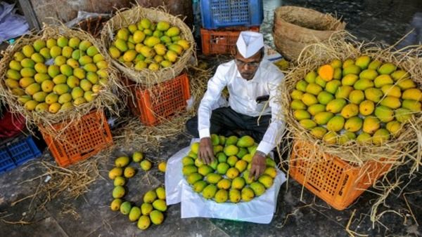 આ સિઝનમાં ઉંચા રહેશે ભાવ આ સિઝનમાં ઉંચા રહેશે ભાવ