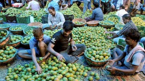 શા માટે લીંબુ બન્યા કડવા? આ રહ્યા લીંબુ મોંઘા થવાના કારણ