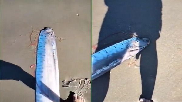 સમુદ્રના કિનારે મળ્યું રહસ્યમય જીવ, વિજ્ઞાનીઓએ કહ્યું - સારા સંકેત નથી!