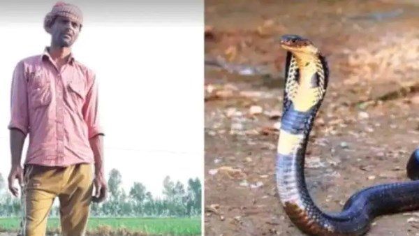 લાકડી વડે માર મારીને સાપને દાટી દીધો હતો