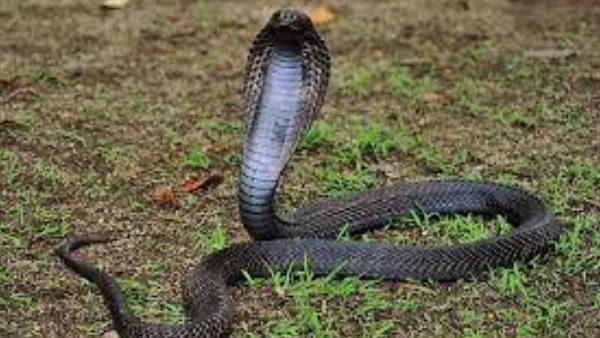 યુવકને સાત મહિનામાં સાત વખત સાપે ડંખ માર્યો