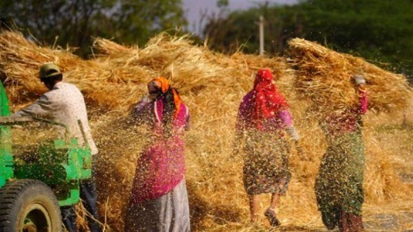 દાળોનુ કેવુ રહેશે ઉત્પાદન દાળોનુ કેવુ રહેશે ઉત્પાદન