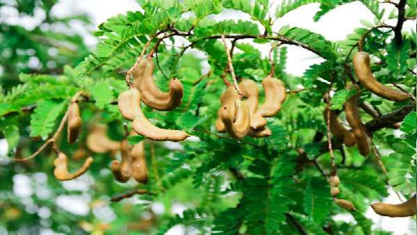 આંબલીનુ ઝાડ